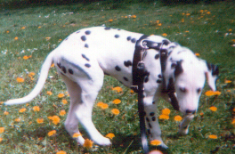 Dalmatiner Larissa mit Beinbruch