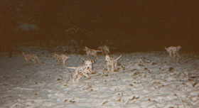Dalmatiner Welpen beim Ausflug im Schnee